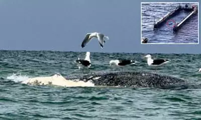 Dead Whale Off Denmark Coast May Be Timmy, Recently Rescued Humpback