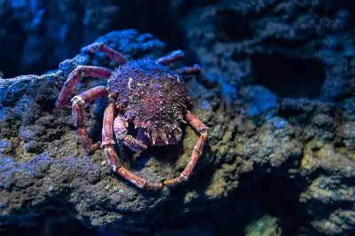 Deep-Sea Mining Puts Rare Species at Extinction Risk, Scientists Warn