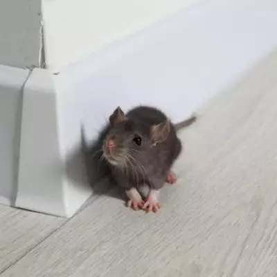 DIY Natural Rat Repellent Spray: 3 Kitchen Staples to Keep Rodents Away