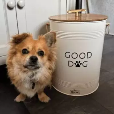Dog Owners Rave About 'Big and Fantastic' Pet Food Bucket Reduced to £18