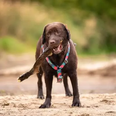 Dog Trainer Claims Vizsla Breed Is Better Than Labrador for Affection