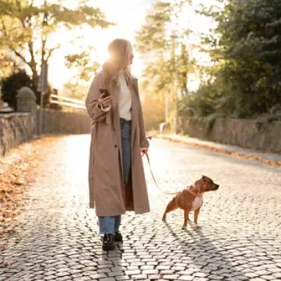 Dog Trainer Warns Flat Owners: No Walks in Heatwave