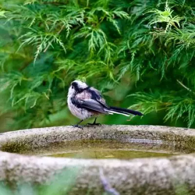 Drop a Penny in Your Birdbath to Attract More Birds This Summer
