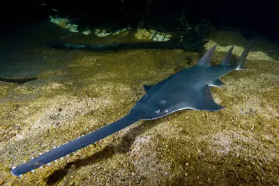 Endangered Sawfish at Risk from WA Water Extraction Plan