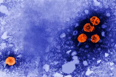 Experimental Hepatitis B Drug Shows Promise for 'Functional Cure' in Some Patients
