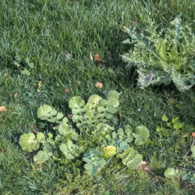 Expert's One Simple Spring Task to Stop Weeds in Lawn Forever