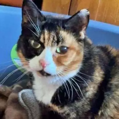Family devastated after cat put down hours after going missing