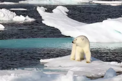 First Bird Flu Case in Polar Bear in Europe Confirmed in Norway