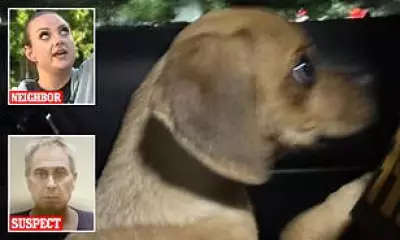 Florida Man Charged After Puppy Found with Cocaine in System
