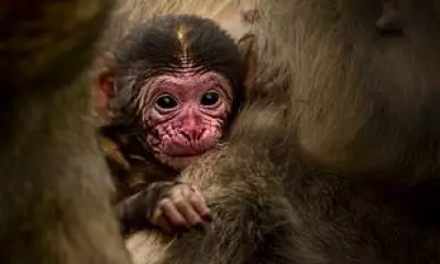 Four Endangered Baby Barbary Macaques Born at UK's Only Monkey Forest
