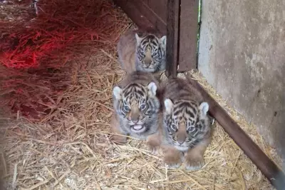 Four Endangered Sumatran Tiger Cubs Born at Kent Animal Park