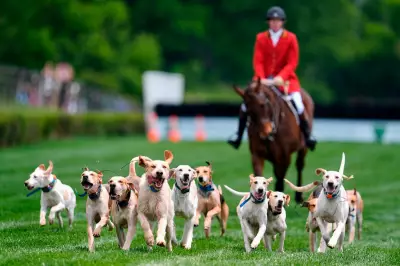 Foxhound Parade Steals Show at Iroquois Steeplechase Horse Races