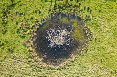 From WWII Bomb Craters to Ukraine: How Nature Thrives in War's Scars