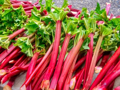 Gardeners Must Remove Rhubarb Flower Stalks Now for Better Harvest