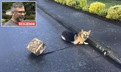 German Shepherd Tied to Cinder Block Abandoned During Oregon Storm