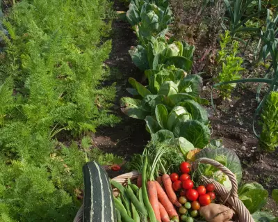 Give Your Veg Patch a Fresh Start: Gardening Tips for a Better Season
