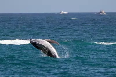 Gray Whale Deaths Surpass 2019 Record Due to Malnutrition