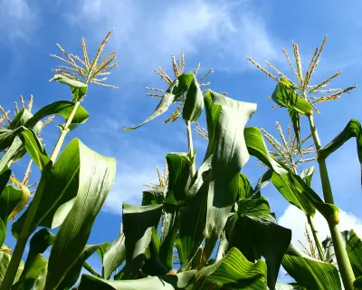 Growing Sweetcorn: A Delightful Summer Crop for Spacious Gardens