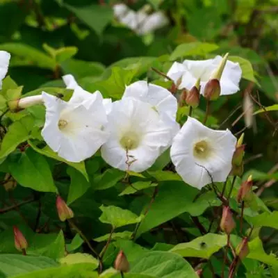 How to Stop Bindweed From Growing Back: Simple May Task for Gardeners
