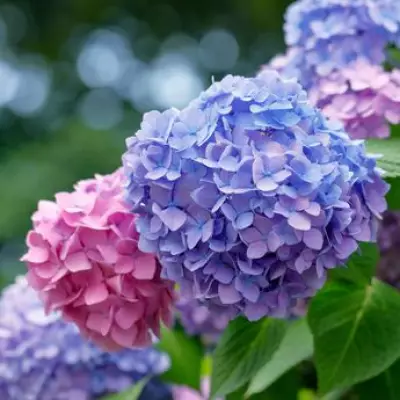 Hydrangeas Change Colour With One Soil Ingredient in May
