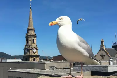 Inverness Council Tackles Aggressive Urban Gulls with New Strategy