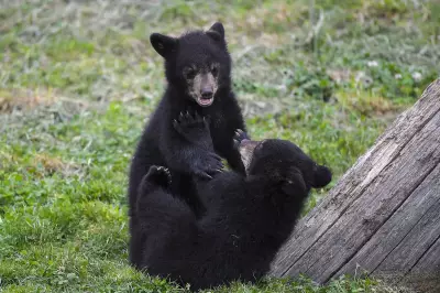 Japan Confirms First Fatal Bear Attack of 2026, Two More Suspected