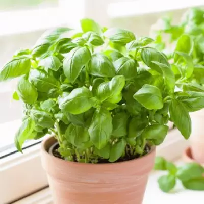 Keep Supermarket Basil Green and Long-Lasting with One Watering Change