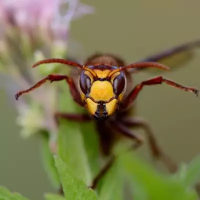 Keep Wasps Away with a Simple Plastic Bag Decoy This Summer