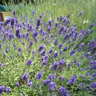Lavender Owners Urged to Do 1 Simple Task for Summer Blooms