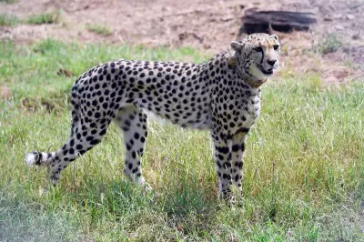 Leopard attack kills four cheetah cubs in India reintroduction setback