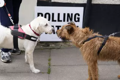 Local Elections 2026: Results Announcement Times for England, Wales, Scotland