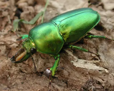 Lord Howe Island's Insect Life Thrives After Successful Rodent Eradication