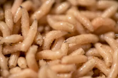 Maggot Therapy: FDA-Approved 'Nature's Microsurgeons' Still a Leading Treatment in US