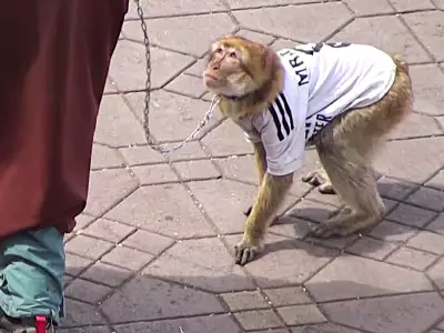 Monkeys in England Shirts Exploited for Tourist Photos in Morocco