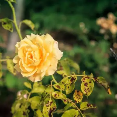 Monty Don Reveals the Only Method to Eliminate Black Spots on Roses