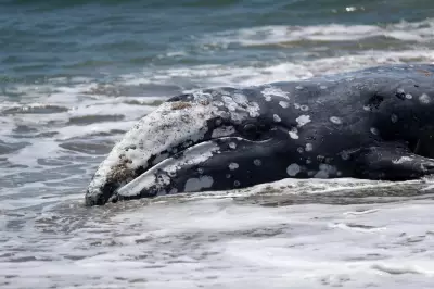 Nearly Two Dozen Gray Whales Die from Strandings on Northwest Beaches
