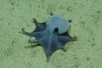 New Deep-Sea Octopus Species Confirmed Off Galapagos Islands