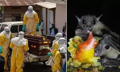 New Ebola Strain May Have Jumped from Fruit Bats to Humans in Central Africa