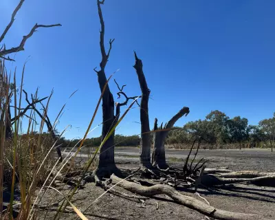 NSW Wetlands Water Flows Could Resume After Urgent Rescue of Turtles