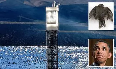 Obama-Backed Solar Plant Kills Thousands of Birds Yearly with No Fines
