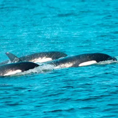 Orca Whale Sightings Boost UK Staycation Tourism Boom