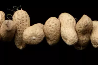 Peanut Allergy Breakthrough: Toddlers Treated with Tiny Doses