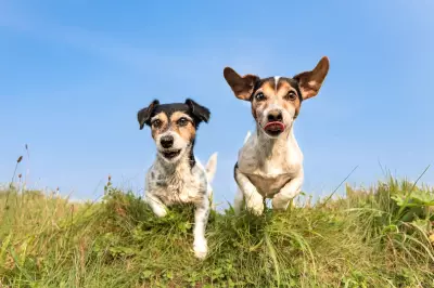 Pet Cloning: What You Need to Know Before Considering It