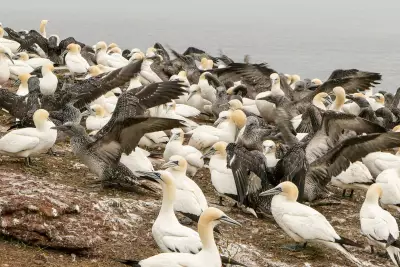 Pfas Levels in Canadian Seabird Eggs Drop Dramatically After Regulations