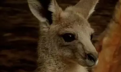 Prince George, Charlotte and Louis Name Kangaroo 'Cwtch' at Australia Zoo