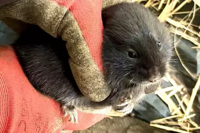 Rare Burrowing Water Voles Relocated in Glasgow Ahead of Drainage Works