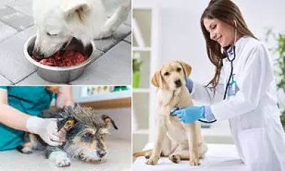 Raw Dog Food Recalled Nationwide Over Salmonella Contamination Fears