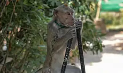 Rescued Dancing Monkeys Return to Wild After Indonesia Cruelty