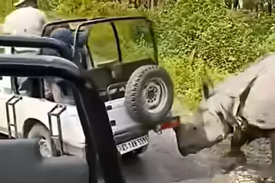 Rhino Attacks Safari Jeep in India's Manas National Park, Video Goes Viral
