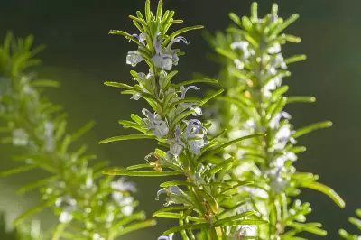 Rosemary: Natural Herb Boosts Memory, Cuts Anxiety, Fights Alzheimer's